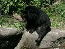 Photo couleur d'un ours noir.