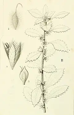 Description de l'image Forskaolea procridifolia cropped.jpg.