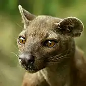 Fossa Cryptoprocta ferox.