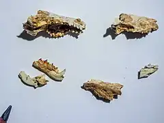 Description de l'image Fossil_jawbones_of_Asoriculus_corsicanus.jpg.