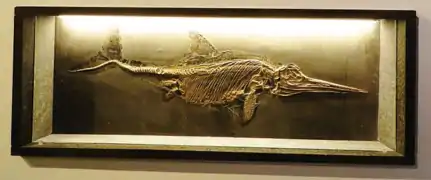 Squelette de Stenopterygius.
