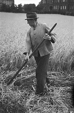 dépôt des céréales à gauche du faucheur