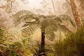 Cyatheales (Fougères arborescentes) dans la forêt de sans soucis dans le parc national de La Réunion. Mars 2010.