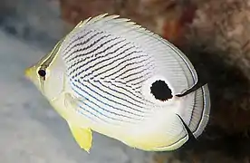 Description de l'image Four-Eye Butterflyfish (8422762054).jpg.