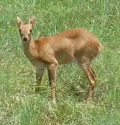 Antilope tétracère (Tetracerus quadricornis).