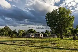 Quatre chiens courant dans la campagne de Don Det. Paysage vert avec arbres, maisons en bois et nuages lourds dans le ciel. Juillet 2020.