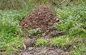 Fourmilière de fourmis rousses des bois, en forêt de Saint-Amand (nord de la France).