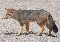 Lycalopex culpaeus magellanicus, la sous-espèce de renard de Magellan spécifique de ces régions.