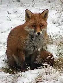 renard roux dans la neige