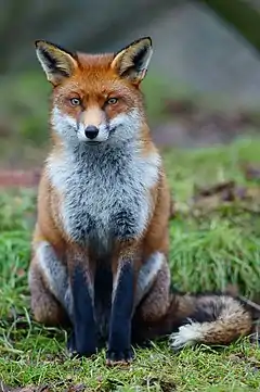 Renard roux, Vulpes vulpes.