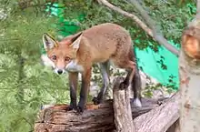 Un Renard roux marchant le long d’un arbre tombé à terre