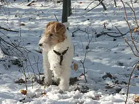 Image illustrative de l’article Fox-terrier à poil dur