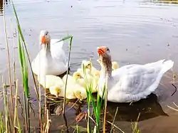 Oies de Franconie avec des oisons.