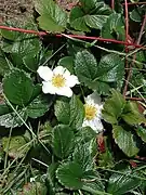 Fragaria chiloensis, le fraisier du Chili.