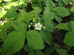 Floraison du Fraisier musqué (Fragaria moschata)