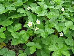 Floraison du Fraisier des bois (Fragaria vesca)