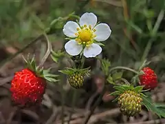 Réceptacle thalamiflore, bombé, de Fraisier des bois qui deviendra une fraise portant des akènes