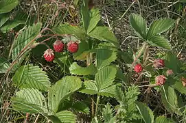 Fructification du Fraisier vert