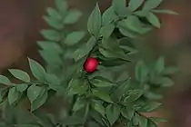 Ruscus aculeatus portant un fruit