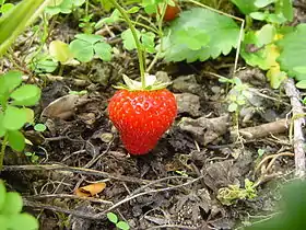 Image illustrative de l’article Fraise du Périgord