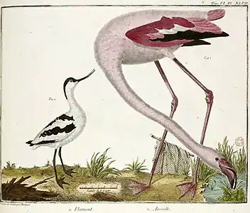 Avocette et Flamant rose