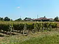 Des vignes à côté du lieu-dit Chez Fouché.