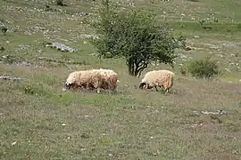 Béliers sur le causse Méjean (Lozère).