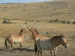 Chevaux de Przewalski sur le causse Méjean.