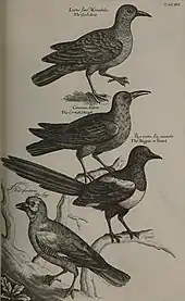 Planche d’Ornithologia.
