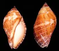 Nassa francolina