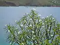 Frangipanier blanc (Plumeria alba), sur Grand Îlet.