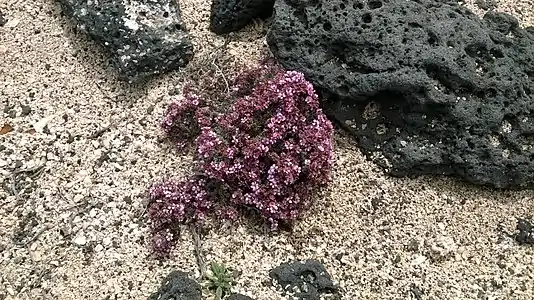 Sur la plage des Salines de Janubio