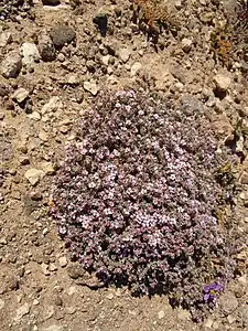 Frankenia capitata dans les rochers de la Montaña Roja à  Lanzarote