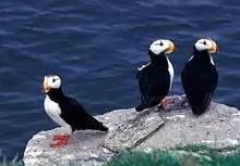 Trois oiseaux noir et blanc surplombent l'océan au bord d'une falaise