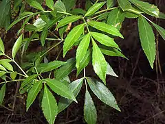 Description de l'image Fraxinus caroliniana foliage.jpg.