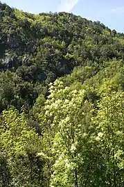Frênes à fleurs en Corse