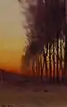 Sunrise through the Trees, sans date