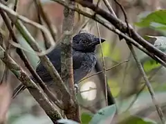 Description de l'image Frederickena viridis - Black-throated Antshrike (male); Ramal do Pau Rosa, Manaus, Amazonas, Brazil.jpg.