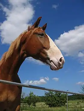 Cheval de race Frederiksborg