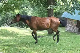 Ce cheval bai dans la réserve naturelle de biosphère du Caucase, kraï de Krasnodar, pourrait être un Tchernomor.