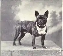 Photographie ancienne en noir et blanc d'un petit chien de type molossoïde, de race Bouledogue français, presque de face, foncé avec un poitrail blanc, d'apparence dense et compacte, avec les oreilles naturellement dressées.