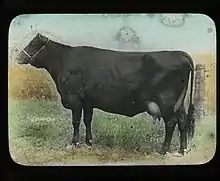 photo d'une vache à robe noire et mamelle développée.