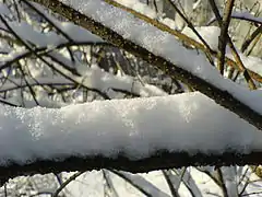 Neige fraîche sur une branche mince Cracovie (Pologne).