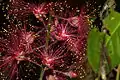 Fleurs de Barringtonia acutangula