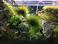 Épiphytes en aquarium d'eau douce