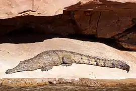 Crocodylus johnsoni