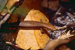 Description de l'image Friendly Sunskink (Lampropholis amicula) (9951462974).jpg.