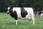 Photo couleur d'une vache pie noir à mamelle développée au pâturage.