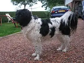 Chien d'eau frison noir et blanc