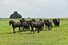  Plusieurs chevaux noirs dans un pré vert.
